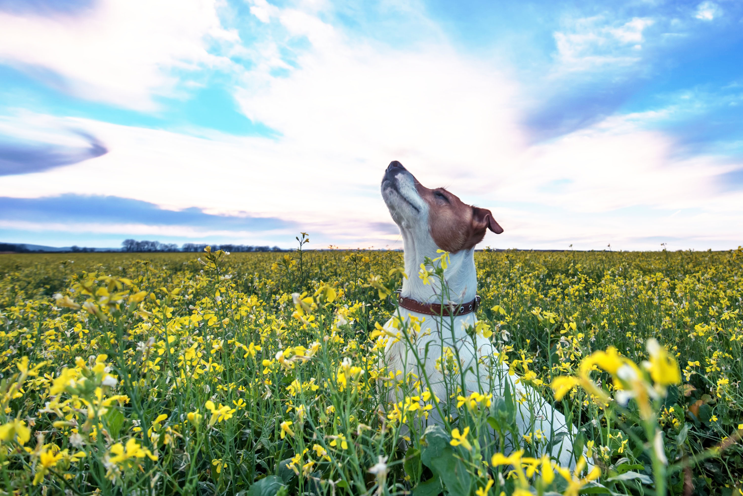 Dog in field