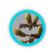 Boswellia Extract &mdash; boswellia (frankincense) tree buds