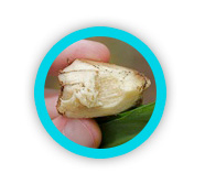Ginger Extract &mdash; fresh ginger root