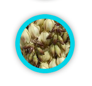 Mojave Yucca Root &mdash; Mojave yucca blossoms