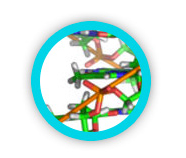 Proteolytic Systemic Enzymes &mdash; model of an enzyme molecule