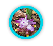 Turmeric Extract &mdash; flowering turmeric plant