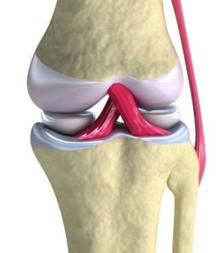 Anatomical model of a knee joint showing cartilage and ligaments