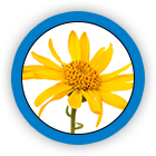 Arnica Flower