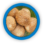 Curcumin