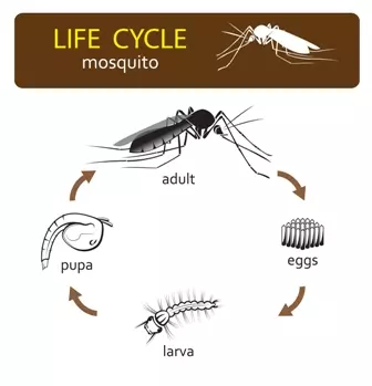 life cycle of a mosquito for kids